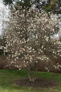 Pear Tree Blossoming