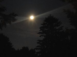 Framed by the trees in the yard, the strawberry moon brightly shines in the sky above me. (Photo by A. Keith Carreiro, June 2016.)